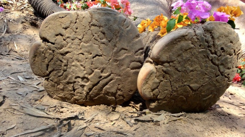 Songkran ©Elephants World