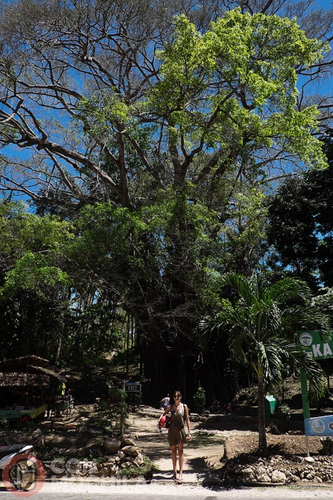 Balete tree