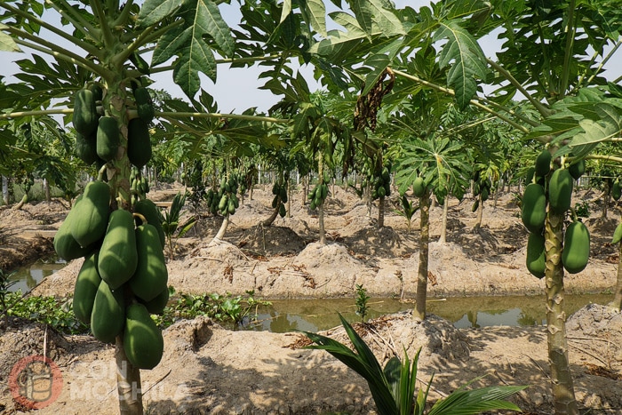 Papayas