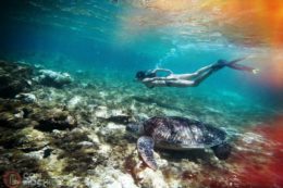Snorkel en Apo Island (Filipinas)