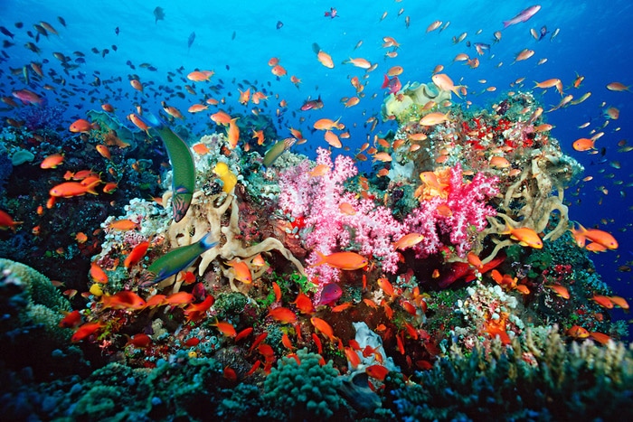 Coral