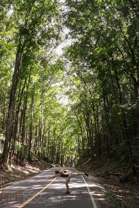 Man made forest, de camino a Carmen