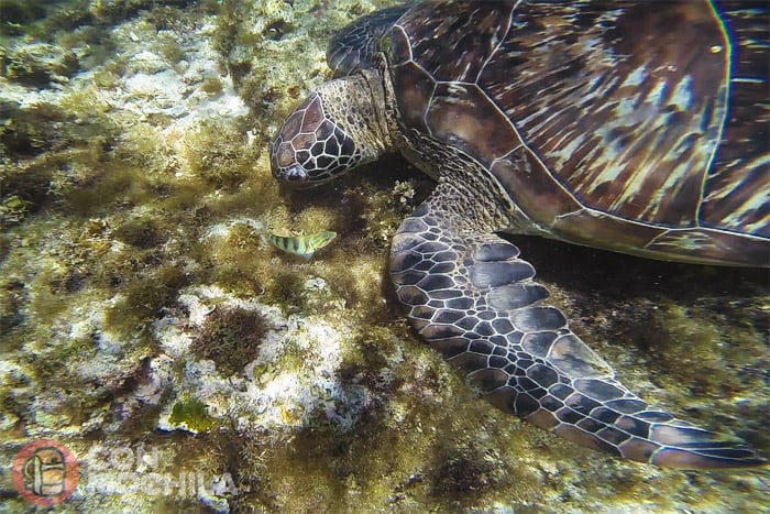 Detalle de una tortuga