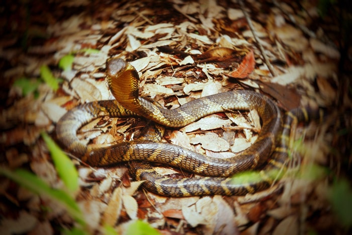 La crónica cósmica. King cobra