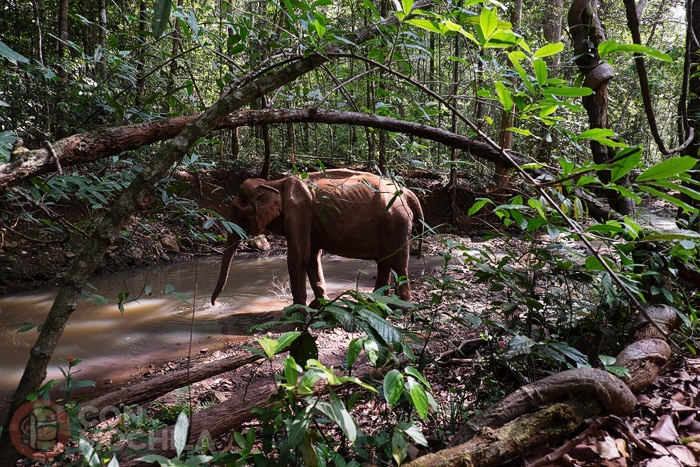 Un elefante extremadamente delgado en plena recuperación