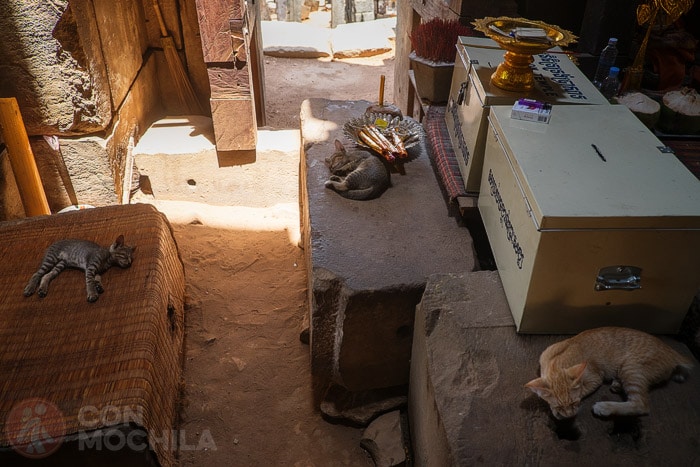 Los inquilinos de la zona