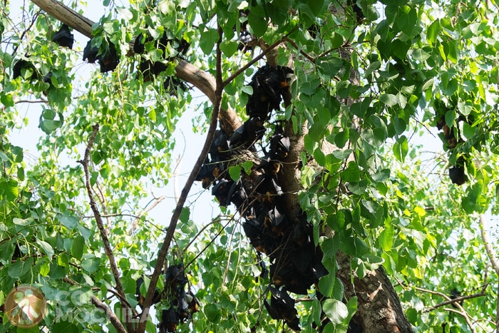Los zorros voladores colgando del árbol
