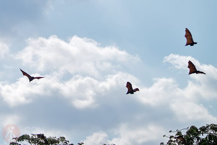 Y en pleno vuelo
