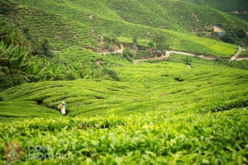 CAMERON HIGHLANDS