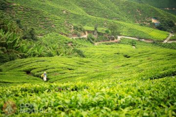 CAMERON HIGHLANDS