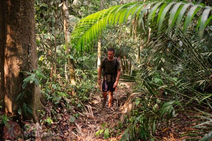 Por la selva de Taman Negara