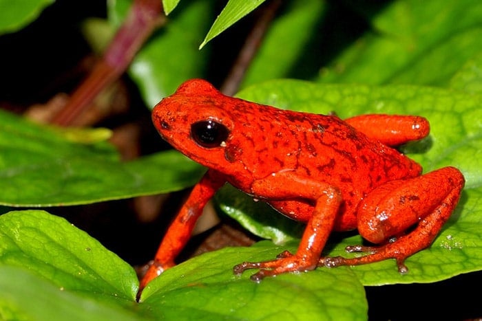 Rana de flecha roja Oophaga pumilio Schmidt (Reserva Indígena de Bribri-Costa Rica)