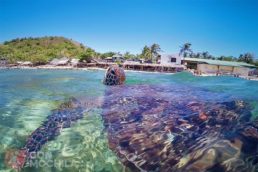 APO ISLAND