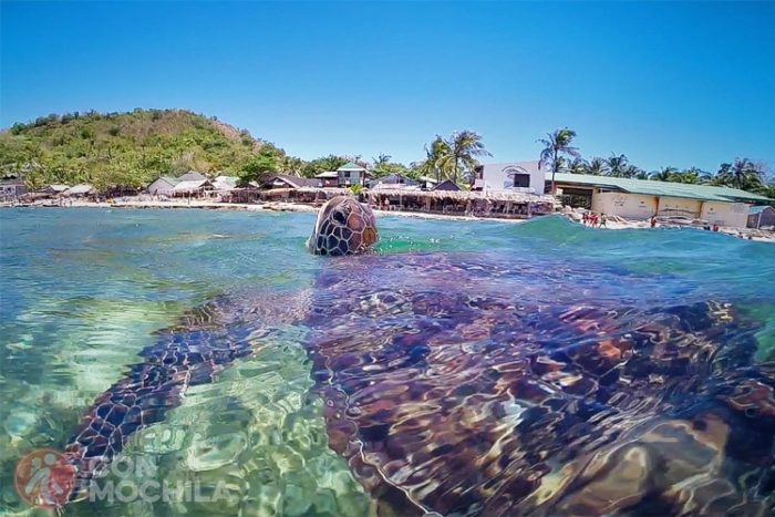 APO ISLAND, perfecta para ver tortugas en las islas Filipinas