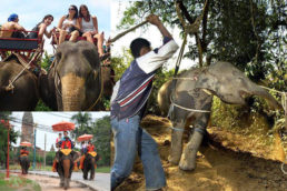 TURISTADA MONTANDO ELEFANTE