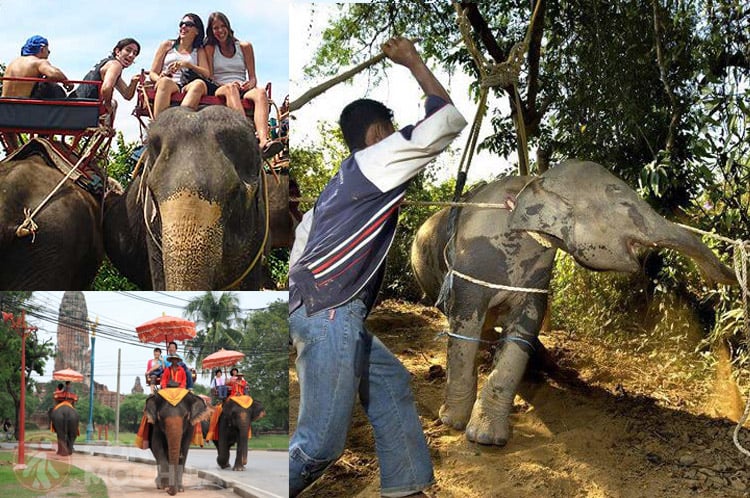 TURISTADA MONTANDO ELEFANTE