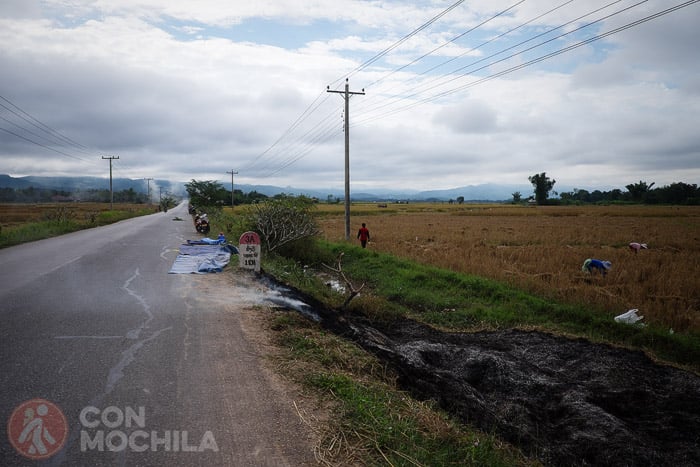 La sega del arroz en Luang Namtha