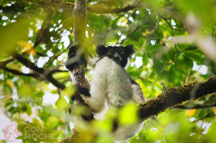 GUIA MADAGASCAR RESERVA ANALAMAZAOTRA