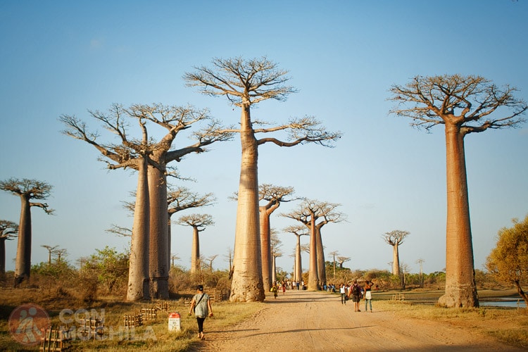 GUIA MADAGASCAR AVENIDA DE LOS BAOBABS