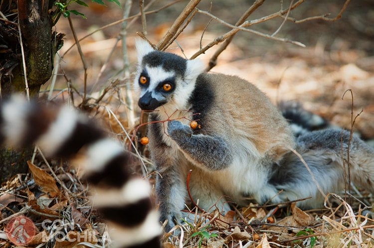 GUIA MADAGASCAR RESERVA DE ANJA