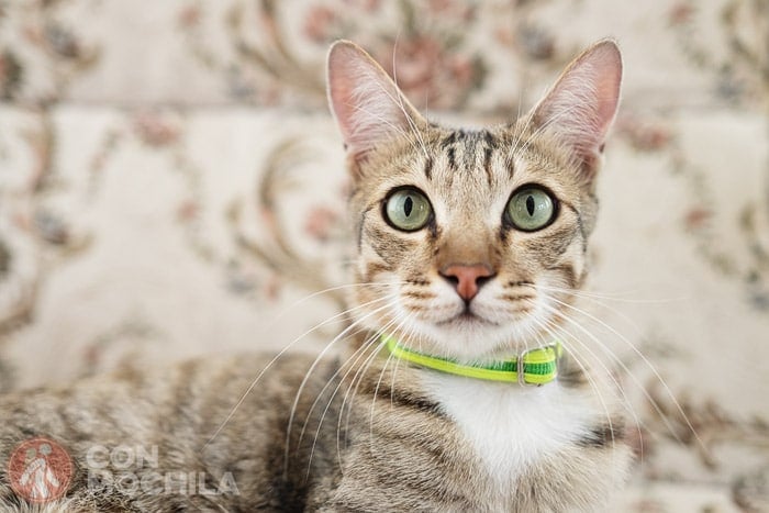 Songkran, el gato con más suerte del mundo