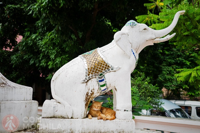 Este gato vive tranquilo y feliz en un templo