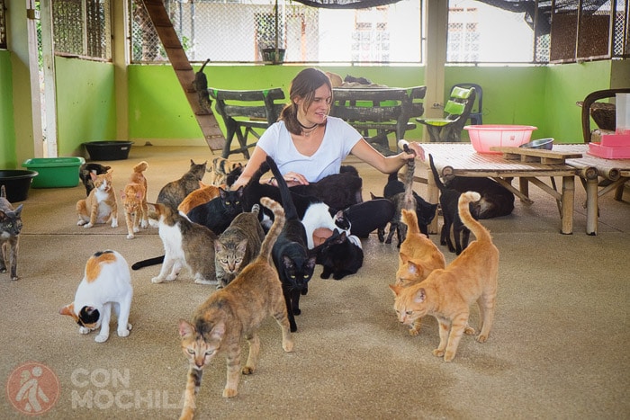 El refugio de gatos