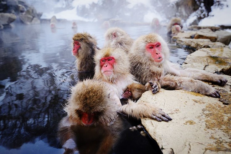 JIGOKUDANI SNOW MONKEY PARK 1