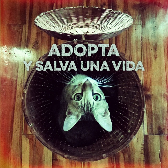 Adopta y salva una vida