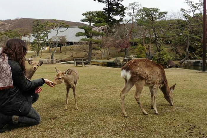 Compartiendo espacio junto a los mensajeros de los dioses en Nara