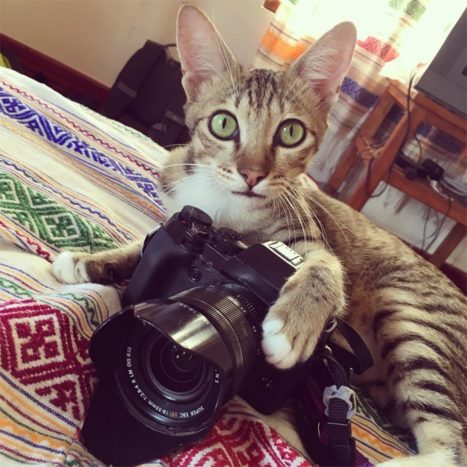 Viaja, adopta y ¡salva dos vidas! Historias de rescates viajeros