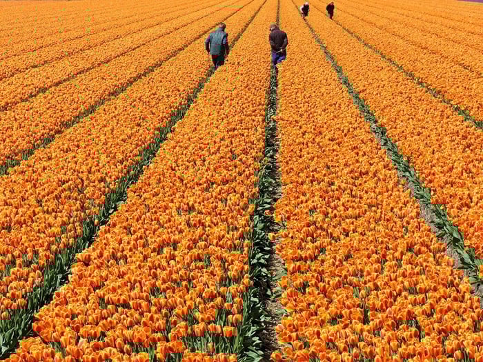 Itinerario de viaje a Holanda y Bélgica: De Amsterdam a Bruselas en bicicleta