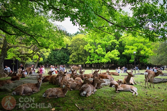 Los habitantes del parque