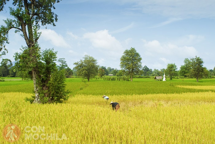 Campos de arroz en Laos