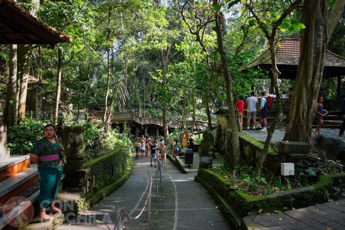 Camino de entrada a la jungla