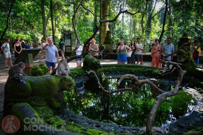 Los monos: protagonistas del Monkey Forest