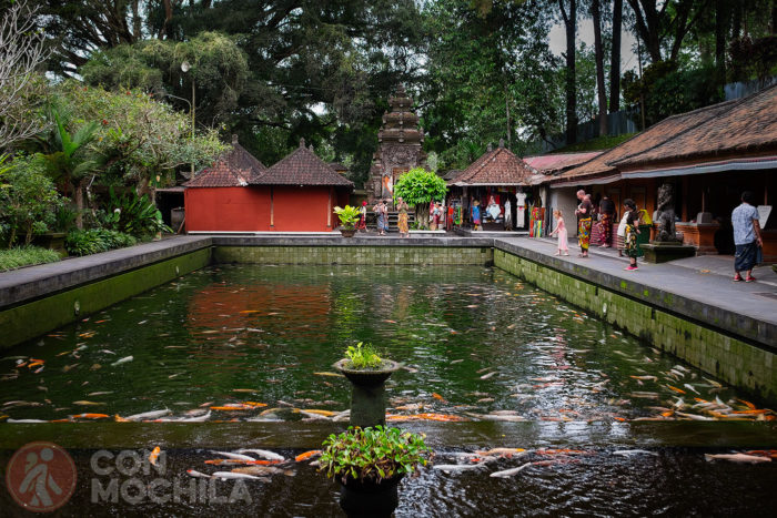 Otra de las piscinas con los famosos peces Koi