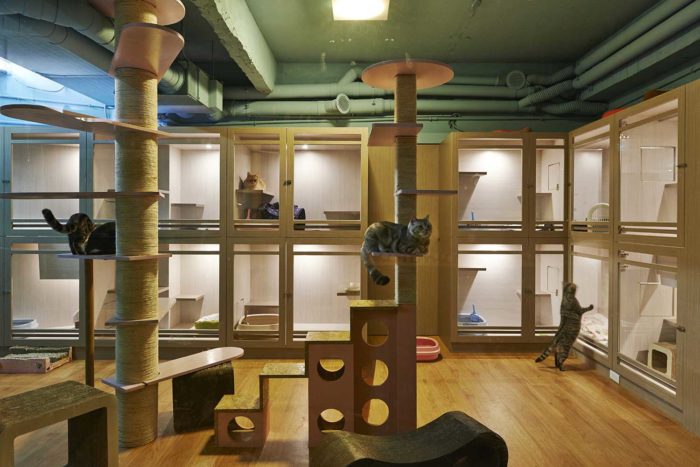 Hotel para gatos