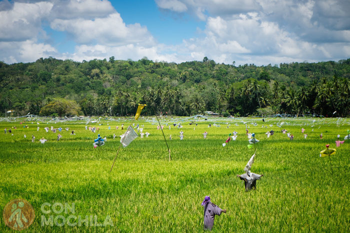 Un campo de espantapájaros (y arroz)