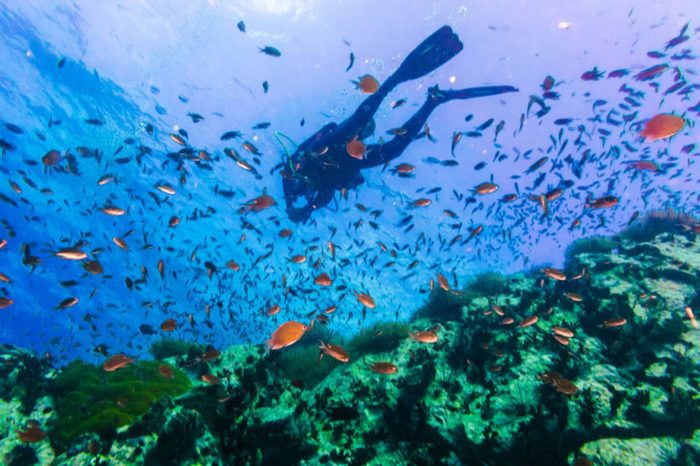 Koh Phangan Buceo