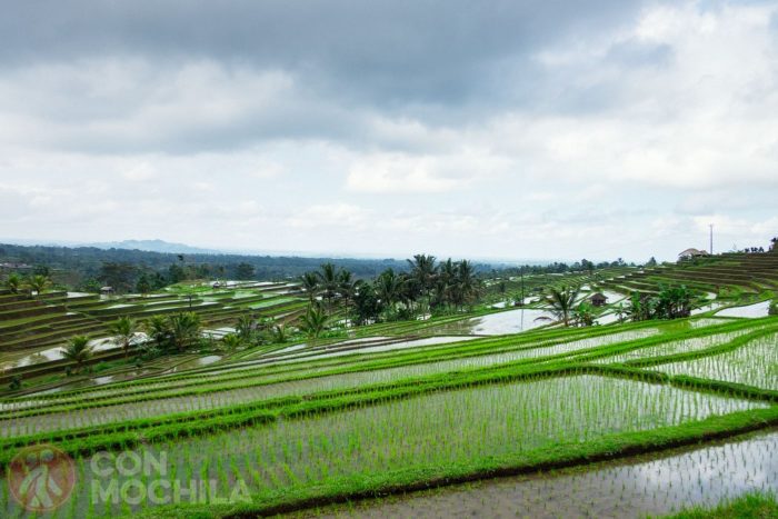 Los arrozales de Jatiluwih