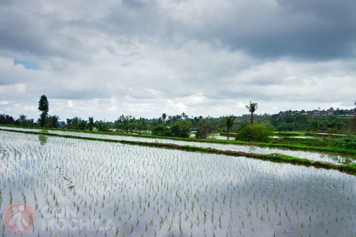 El omnipresente arroz
