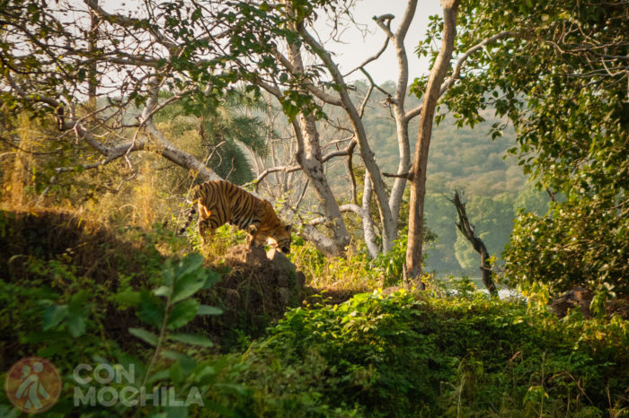 Reserva de tigres de Ranthambhore