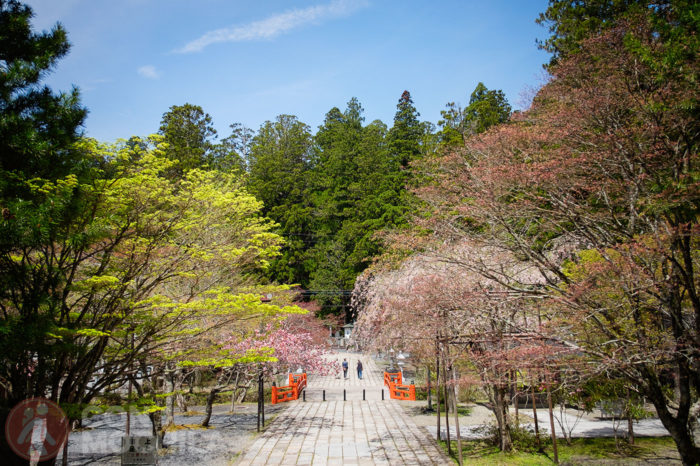 Osaka Guia de viaje Monte Koya Japon