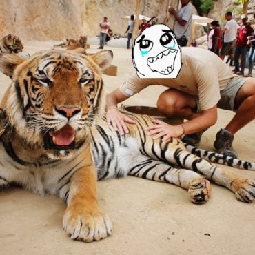 CENTROS DE TIGRES