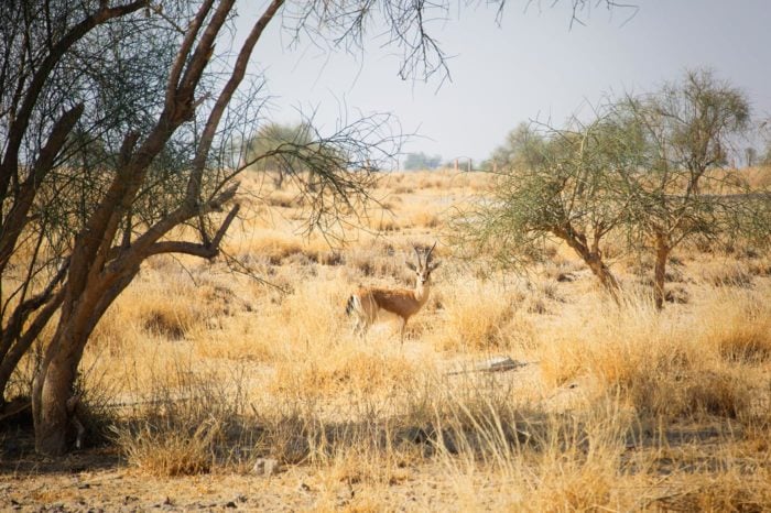Desert National Park
