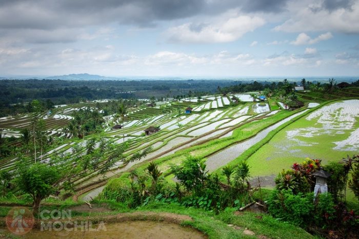 TERRAZAS DE ARROZ, otro lugar imprescindible que ver en Bali