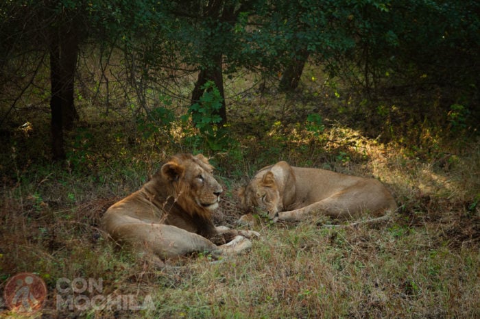 GUJARAT - GIR