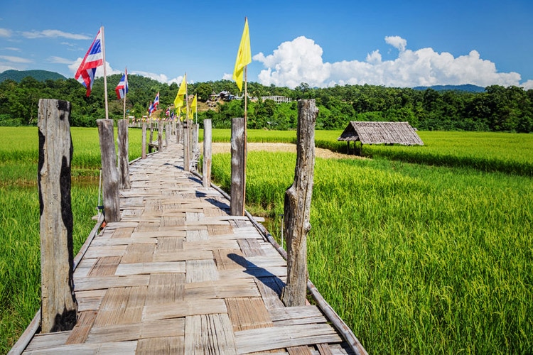 BAMBOO BUDDHA BRIDGE