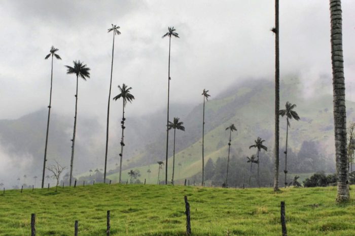 Valle del Cocora